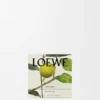 Midi Earl Grey Kokulu Mum Midi Earl Grey Kokulu Mum