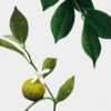 Midi Earl Grey Mum Midi Earl Grey Mum