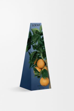 Portakal çiçeği mumluk Portakal çiçeği mumluk