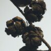Selvi kozalakları mumluk Selvi kozalakları mumluk